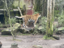 Siberian Tiger at the City of Antiquity at the DierenPark Amersfoort zoo