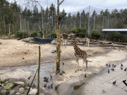 Giraffes and Helmeted Guineafowls at the DierenPark Amersfoort zoo