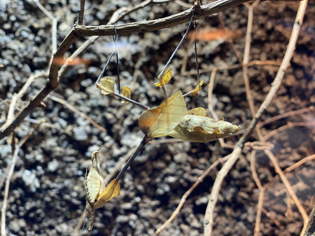 Wandering Violin Mantis at the Honderdduizend Dierenhuis building at the DierenPark Amersfoort zoo