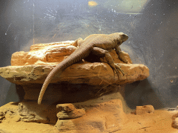 Chuckwalla at the Honderdduizend Dierenhuis building at the DierenPark Amersfoort zoo