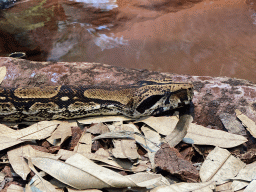 Boa Constrictor at the Honderdduizend Dierenhuis building at the DierenPark Amersfoort zoo