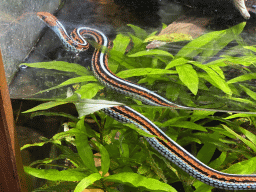 San Francisco Garter Snake at the Honderdduizend Dierenhuis building at the DierenPark Amersfoort zoo