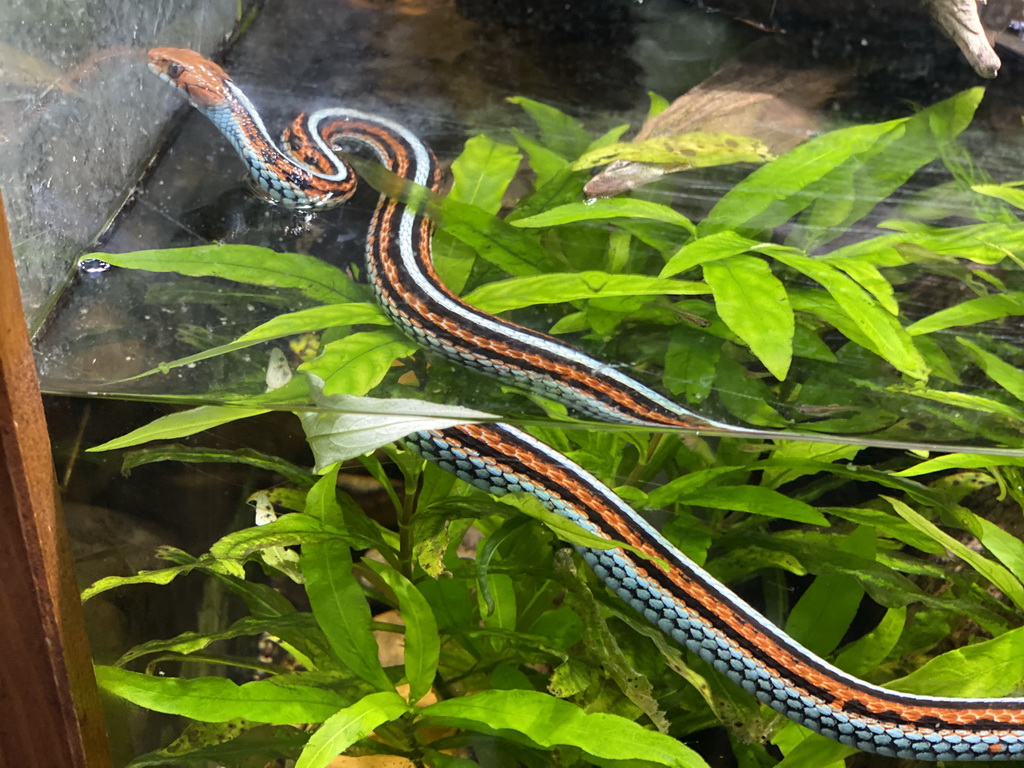 San Francisco Garter Snake at the Honderdduizend Dierenhuis building at the DierenPark Amersfoort zoo