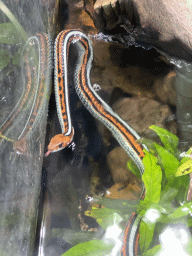 San Francisco Garter Snake at the Honderdduizend Dierenhuis building at the DierenPark Amersfoort zoo