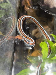 San Francisco Garter Snake at the Honderdduizend Dierenhuis building at the DierenPark Amersfoort zoo