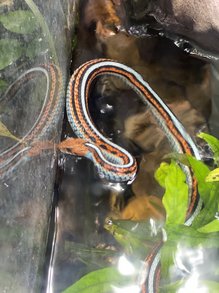 San Francisco Garter Snake at the Honderdduizend Dierenhuis building at the DierenPark Amersfoort zoo