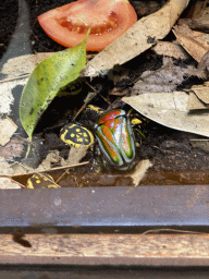 Sun Beetles at the Honderdduizend Dierenhuis building at the DierenPark Amersfoort zoo