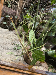 Stick Insects at the Honderdduizend Dierenhuis building at the DierenPark Amersfoort zoo