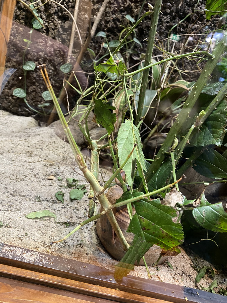 Stick Insects at the Honderdduizend Dierenhuis building at the DierenPark Amersfoort zoo