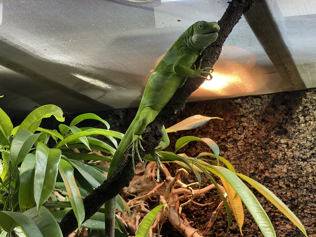 Fiji Banded Iguana at the Honderdduizend Dierenhuis building at the DierenPark Amersfoort zoo