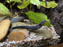 Axolotl at the Honderdduizend Dierenhuis building at the DierenPark Amersfoort zoo