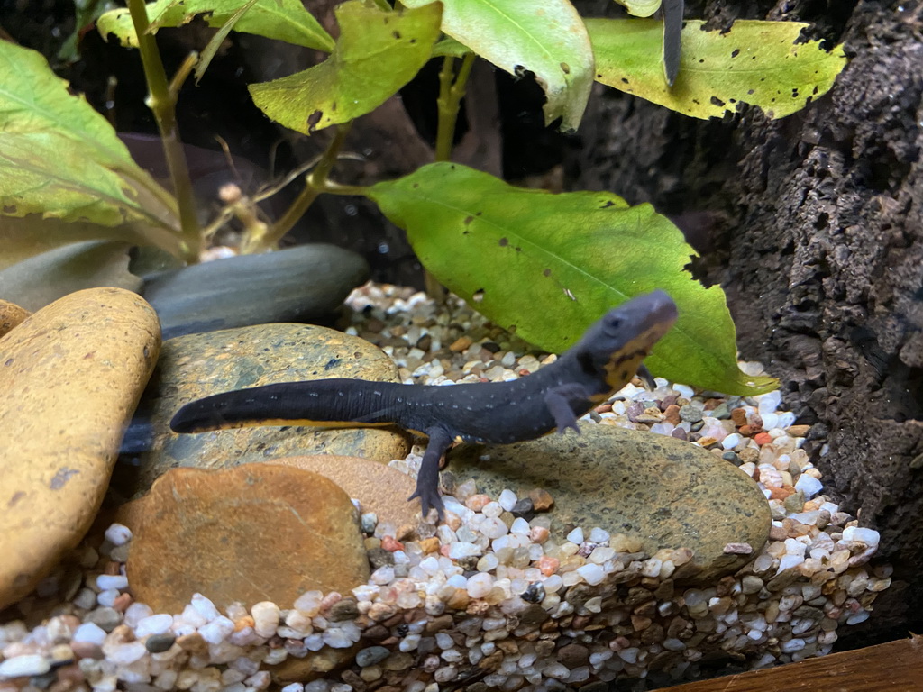 Axolotl at the Honderdduizend Dierenhuis building at the DierenPark Amersfoort zoo