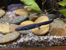 Axolotl at the Honderdduizend Dierenhuis building at the DierenPark Amersfoort zoo