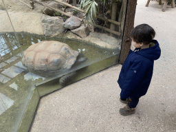 Max with an Aldabra Giant Tortoise at the Turtle Building at the DinoPark at the DierenPark Amersfoort zoo