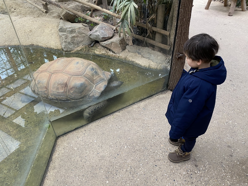 Max with an Aldabra Giant Tortoise at the Turtle Building at the DinoPark at the DierenPark Amersfoort zoo