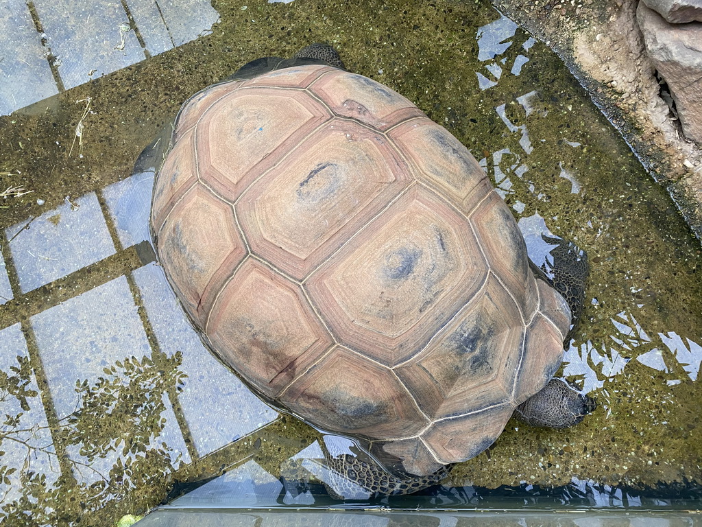 Aldabra Giant Tortoise at the Turtle Building at the DinoPark at the DierenPark Amersfoort zoo