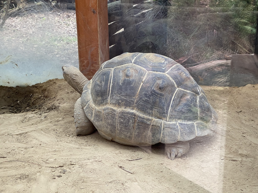 Aldabra Giant Tortoise at the Turtle Building at the DinoPark at the DierenPark Amersfoort zoo