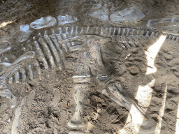 Dinosaur skeleton at an excavation site at the DinoPark at the DierenPark Amersfoort zoo