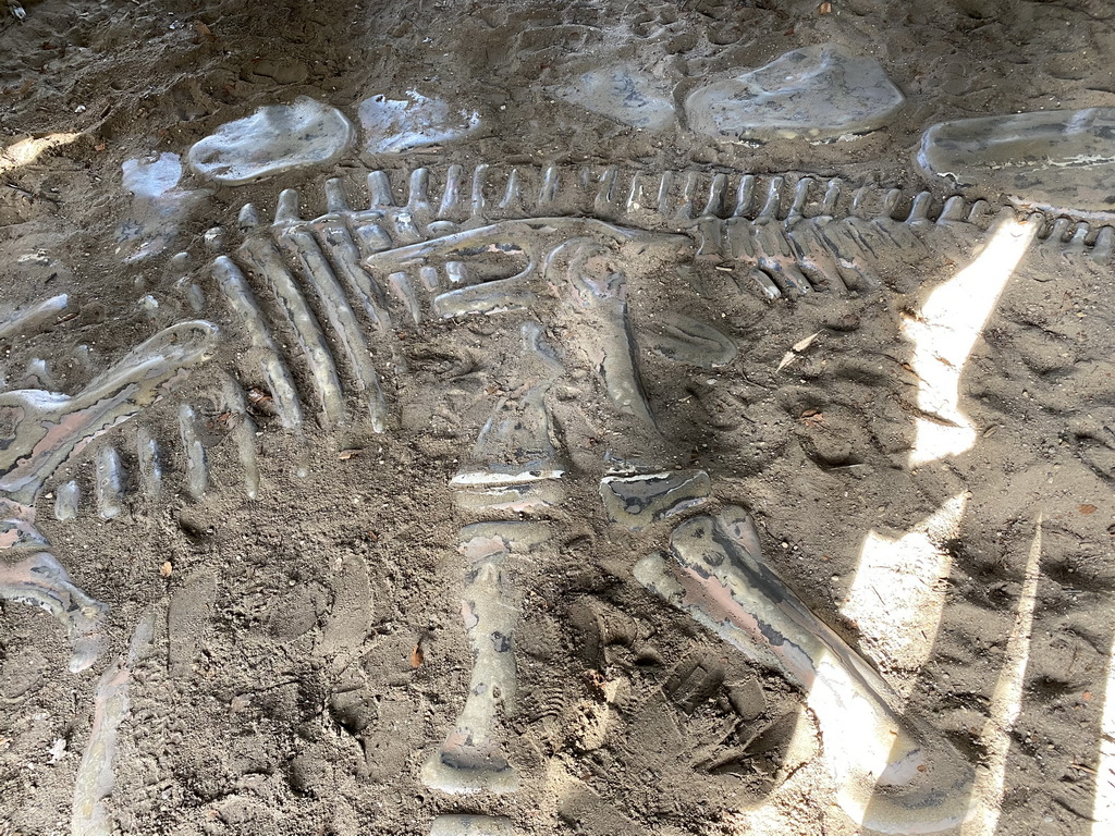 Dinosaur skeleton at an excavation site at the DinoPark at the DierenPark Amersfoort zoo