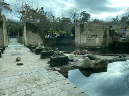 Hamadryas Baboons at the City of Antiquity at the DierenPark Amersfoort zoo