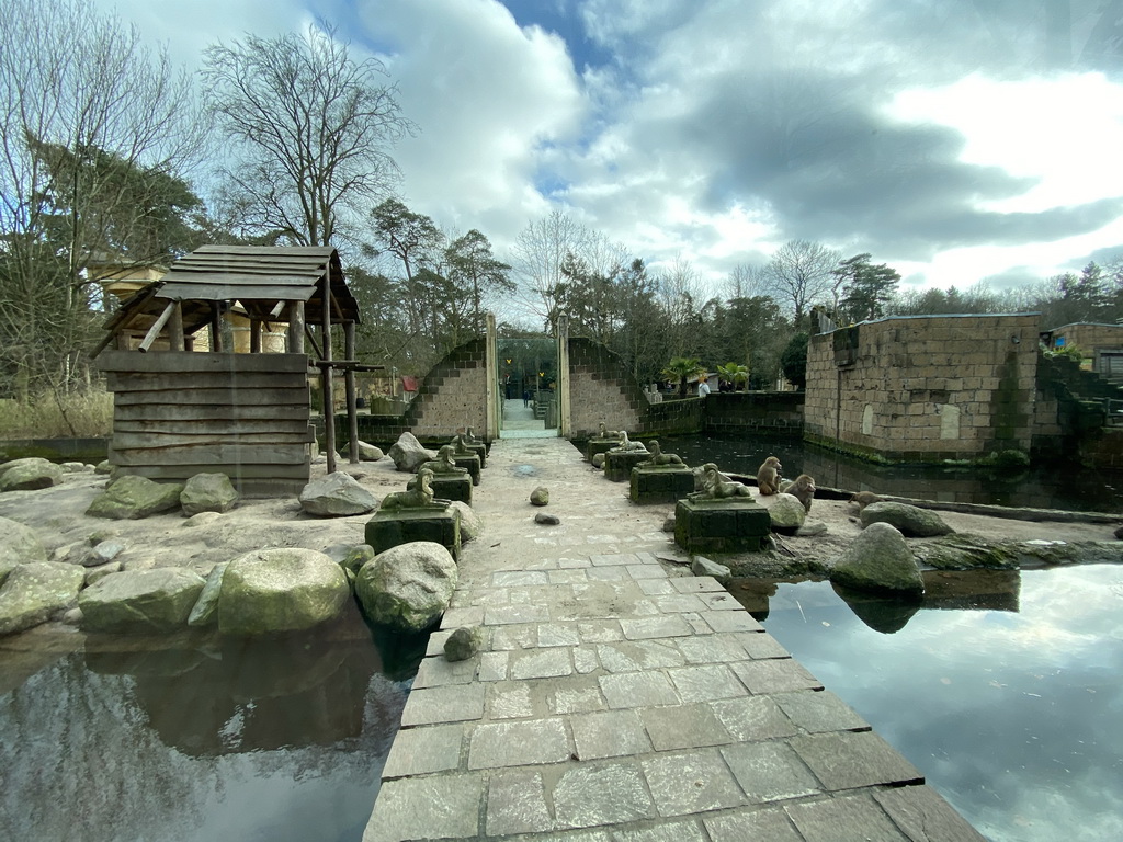 Hamadryas Baboons at the City of Antiquity at the DierenPark Amersfoort zoo