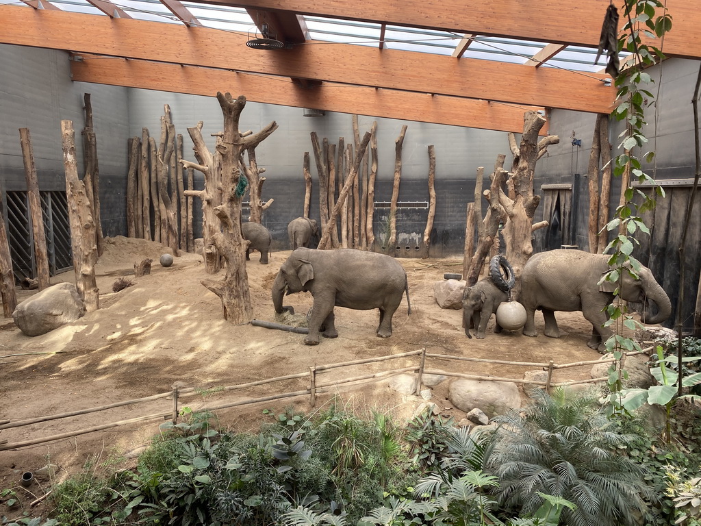 Asian Elephants in their enclosure at the DierenPark Amersfoort zoo