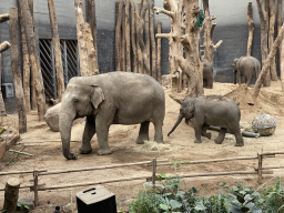 Asian Elephants in their enclosure at the DierenPark Amersfoort zoo