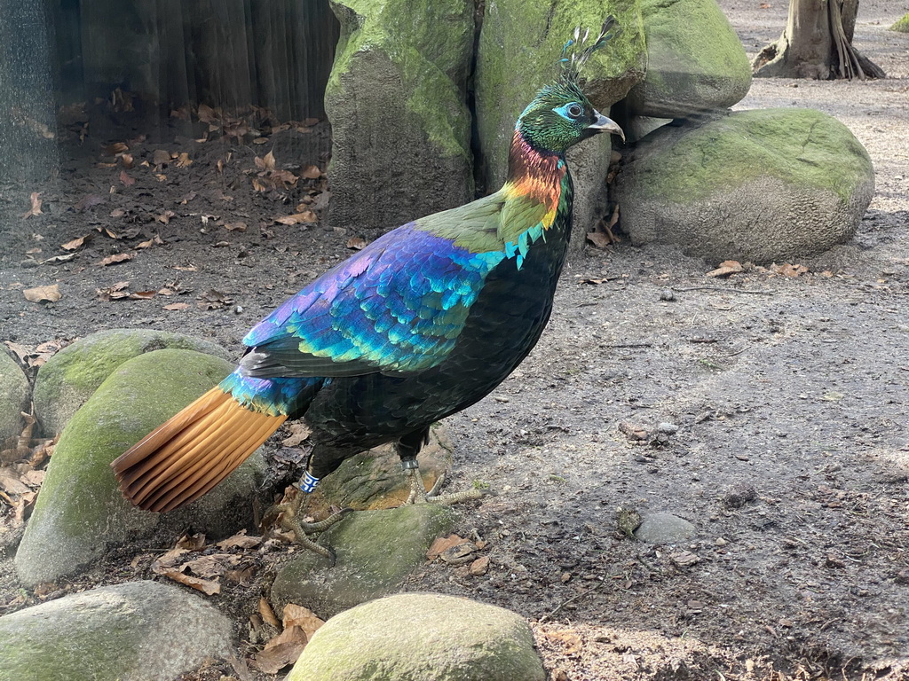 Himalayan Monal at the DierenPark Amersfoort zoo