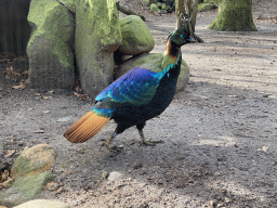 Himalayan Monal at the DierenPark Amersfoort zoo