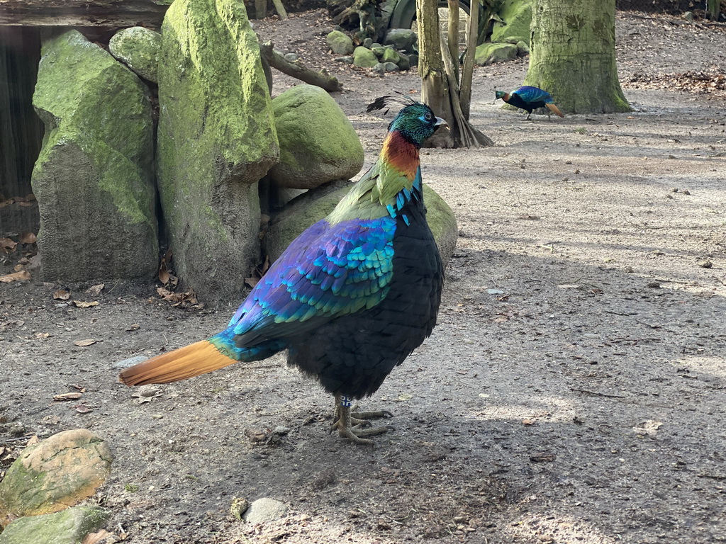 Himalayan Monals at the DierenPark Amersfoort zoo