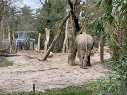 Asian Elephant at the DierenPark Amersfoort zoo