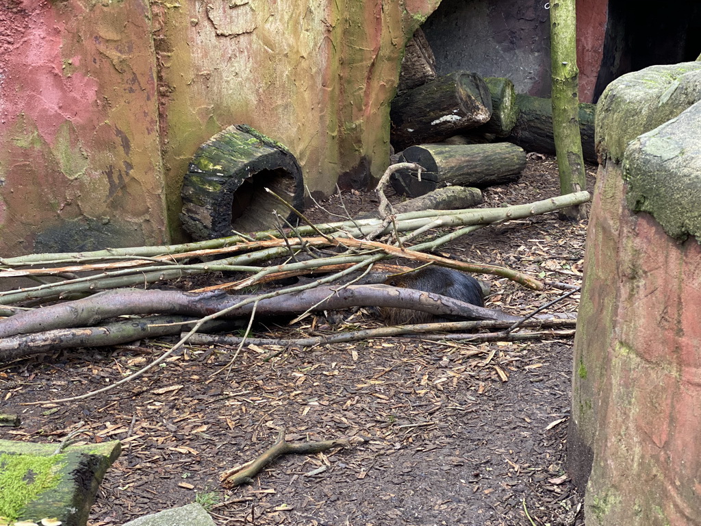 Coypu at the DierenPark Amersfoort zoo