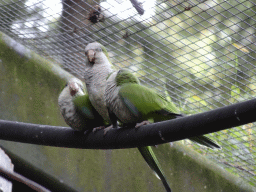 Parakeets at the Parakeet Aviary at the DierenPark Amersfoort zoo
