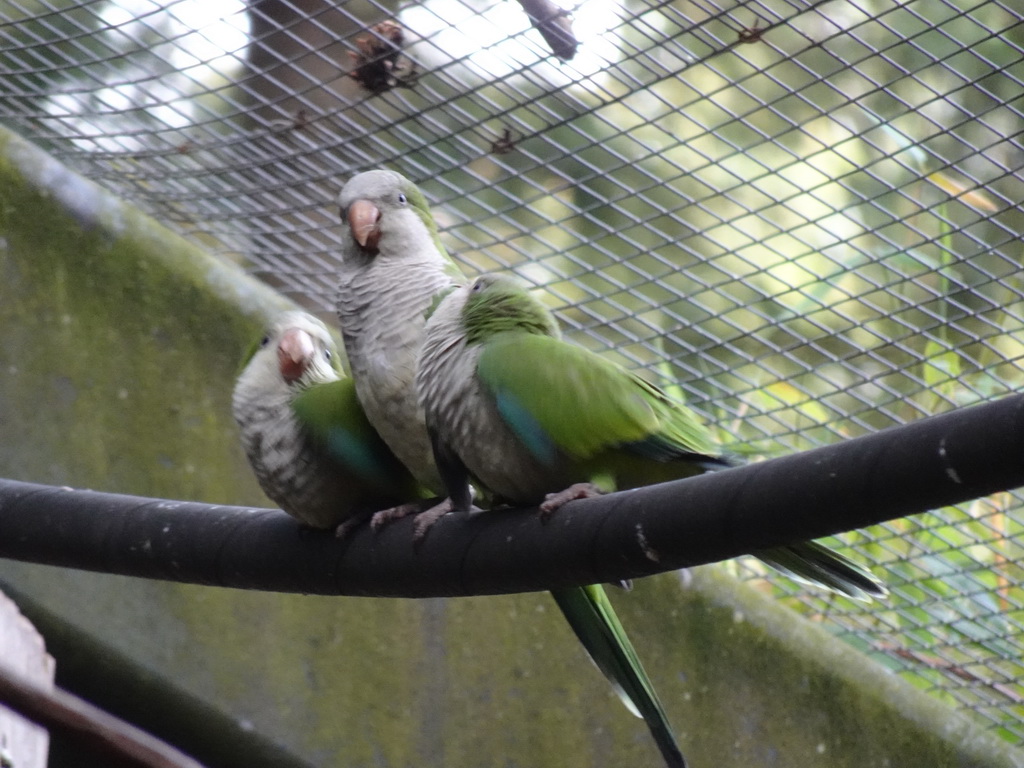 Parakeets at the Parakeet Aviary at the DierenPark Amersfoort zoo