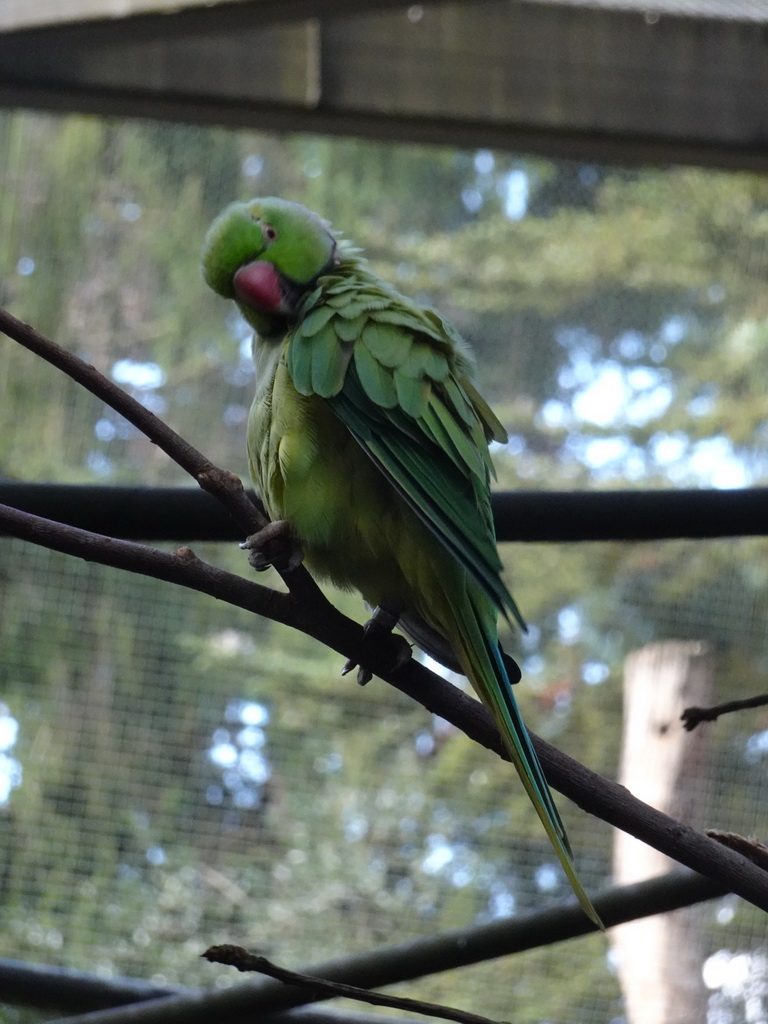 Parakeet at the Parakeet Aviary at the DierenPark Amersfoort zoo