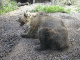Brown Bear at the DierenPark Amersfoort zoo