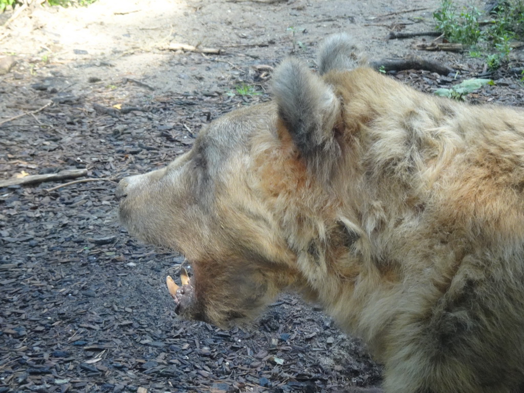 Brown Bear at the DierenPark Amersfoort zoo