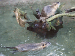 Coypus at the DierenPark Amersfoort zoo