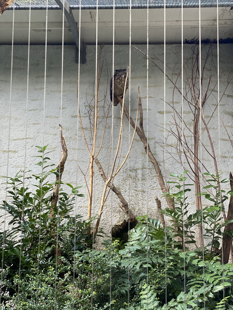 Eurasian Eagle-owl at the DierenPark Amersfoort zoo