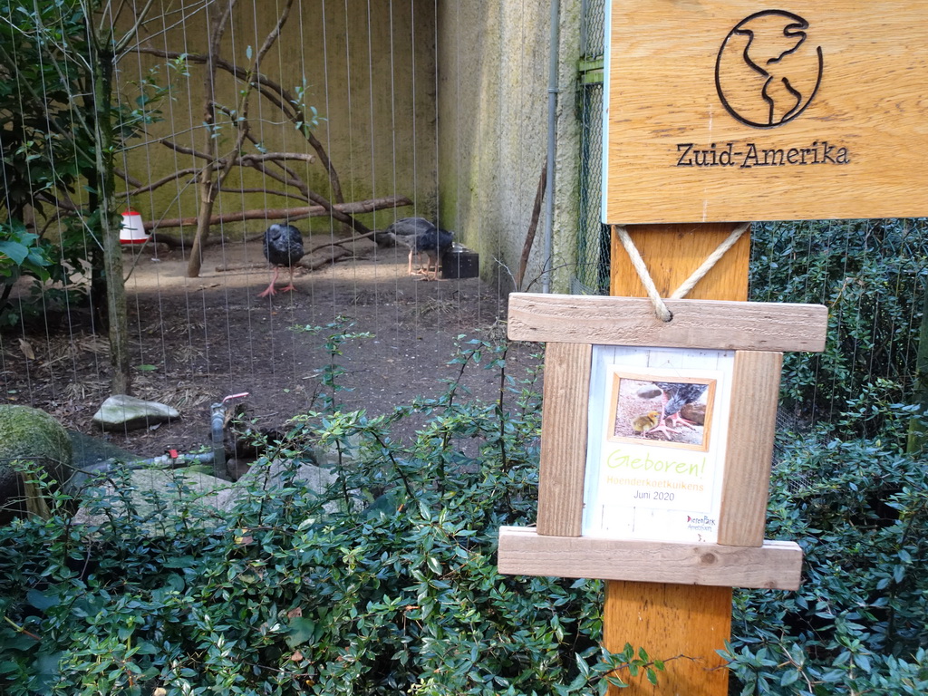 Young Screamers at the DierenPark Amersfoort zoo, with explanation