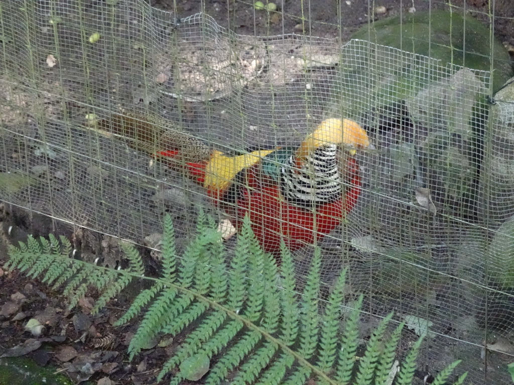Golden Pheasant at the DierenPark Amersfoort zoo