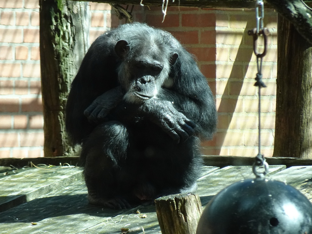 Chimpanzee at the DierenPark Amersfoort zoo