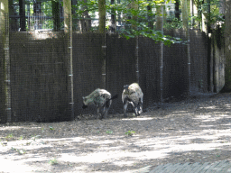 Spotted Hyenas at the DierenPark Amersfoort zoo