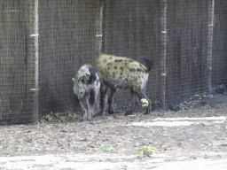 Spotted Hyenas at the DierenPark Amersfoort zoo