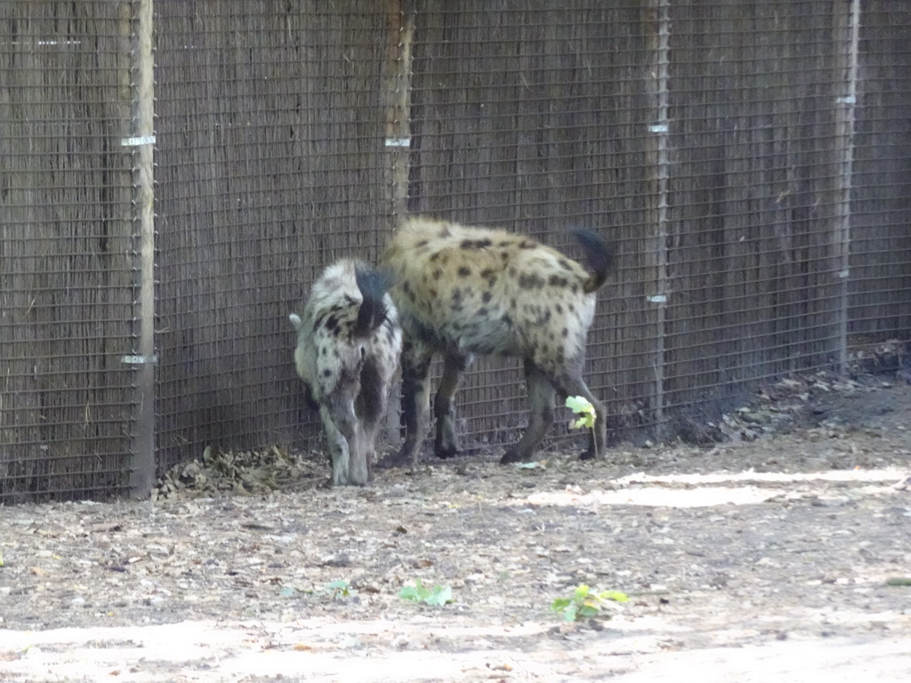 Spotted Hyenas at the DierenPark Amersfoort zoo