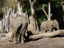 Asian Elephants at the DierenPark Amersfoort zoo