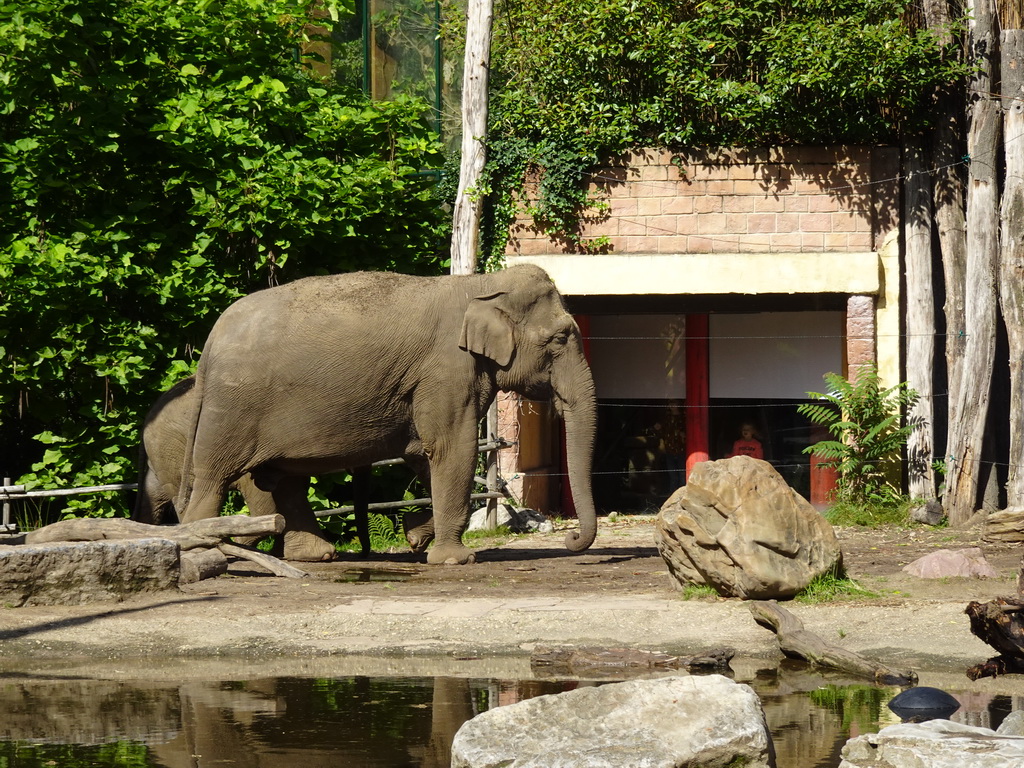 Asian Elephants at the DierenPark Amersfoort zoo