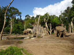 Asian Elephants at the DierenPark Amersfoort zoo