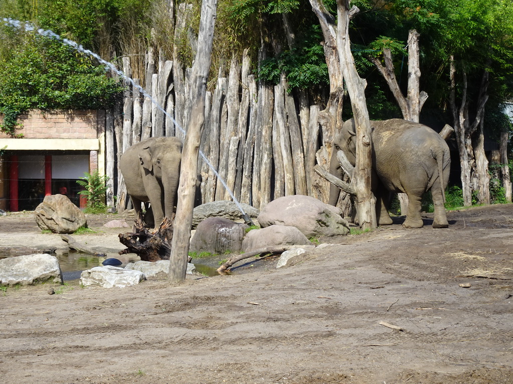 Asian Elephants at the DierenPark Amersfoort zoo