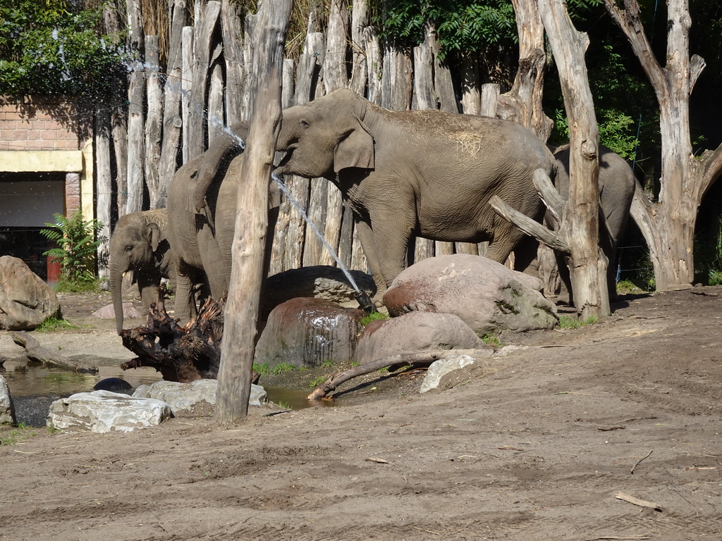 Asian Elephants drinking water at the DierenPark Amersfoort zoo